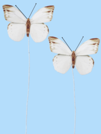 Vlinders III - Decoratie