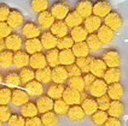 Mini Pompons Narcis Geel