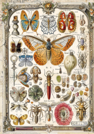 Cabinet of Curiosities mixed
