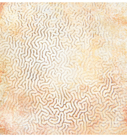 KIT 169 - 12x12"