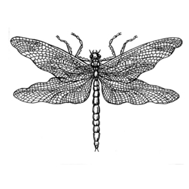 Dragonfly Drawing  - Unmounted Rubber Stamps