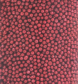 Mini Pearls Red