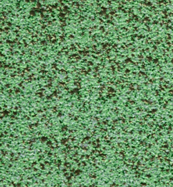 Golden Green