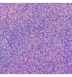 The Violetera