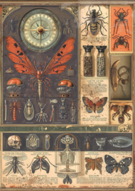 Cabinet of Curiosities