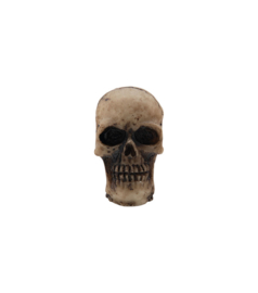 Tim Holtz Halloween Skulls