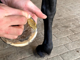 Hoof Repair Wax