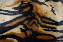 Kleur 48 tijger