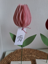 Tulp Honinggraat