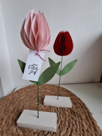 Tulp Honinggraat