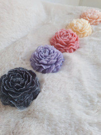 Geur rozen | Diverse kleuren