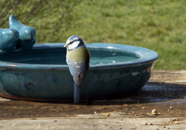 VOGELBAD ROND PETROL