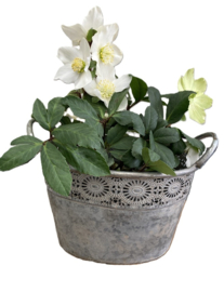 METALEN PLANTENBAKKEN FLOWER DESIGN OVAAL OLD LOOK MAAT M