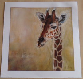 POSTER GIRAFFE 50 x 50 cm