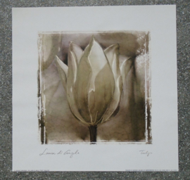 POSTER 33x33 cm TULP”.