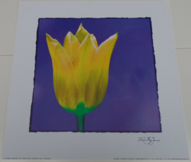 POSTER 33x33 cm COLOURFUL TULP II