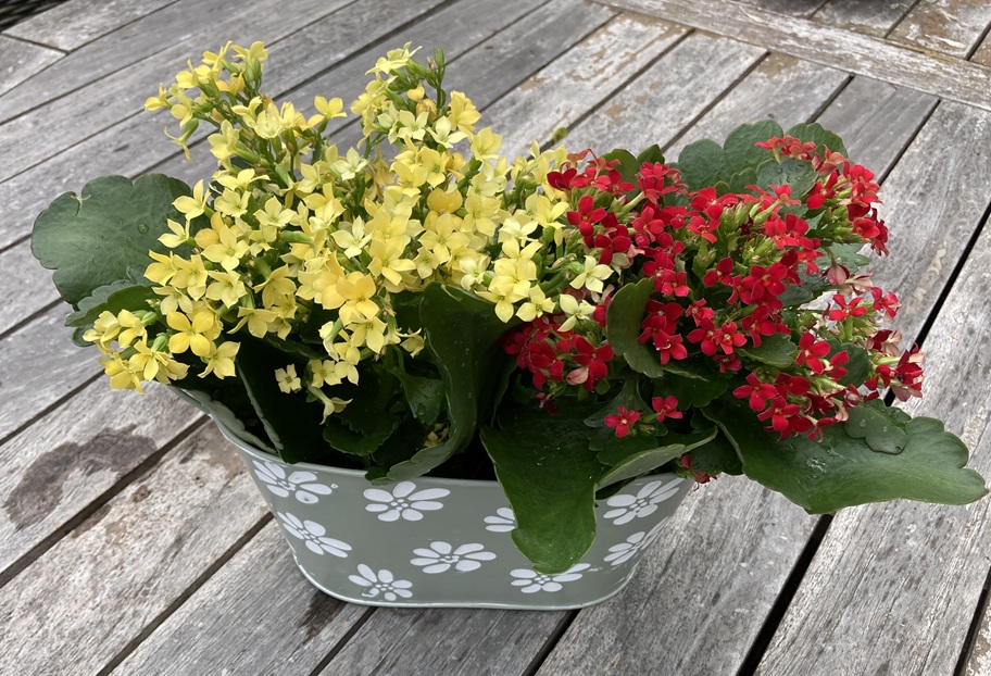 METALEN PLANTENBAKKEN MILD JADE