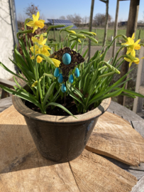 Steker Bohemian – Sierlijk Turquoise Sieraad voor je Planten 26 cm 12 stuks voor prijs van 10 stuks