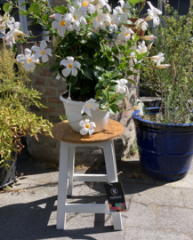 HOGE KRUK GRIJS NATUREL ROOTSMANN 47 CM