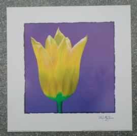 POSTER 33x33 cm COLOURFUL TULP II