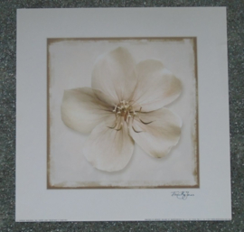 POSTER 33x33 cm BRIGHT WHITE II FLOWER