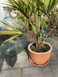 Steker Bohemian – Sierlijk Turquoise Sieraad voor je Planten 26 cm 12 stuks voor prijs van 10 stuks
