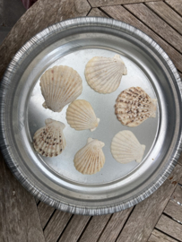 SCHELPEN 100 GRAM PECTEN RADULA