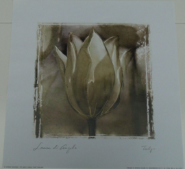 POSTER 33x33 cm TULP”.