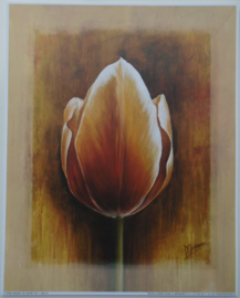 POSTER 25x20 cm TULIP I Mish-mash