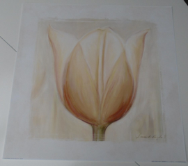 POSTER TULP 1 50 x 50 cm