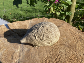 EGEL STEEN GROOT