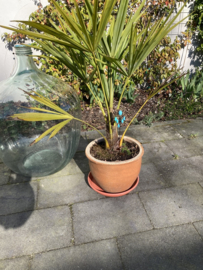 Steker Bohemian – Sierlijk Turquoise Sieraad voor je Planten 26 cm 12 stuks voor prijs van 10 stuks