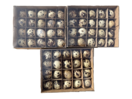 Kwarteleitjes – NATUREL – 60 Stuks –
