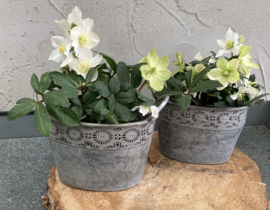 METALEN PLANTENBAKKEN FLOWER DESIGN OVAAL OLD LOOK MAAT M