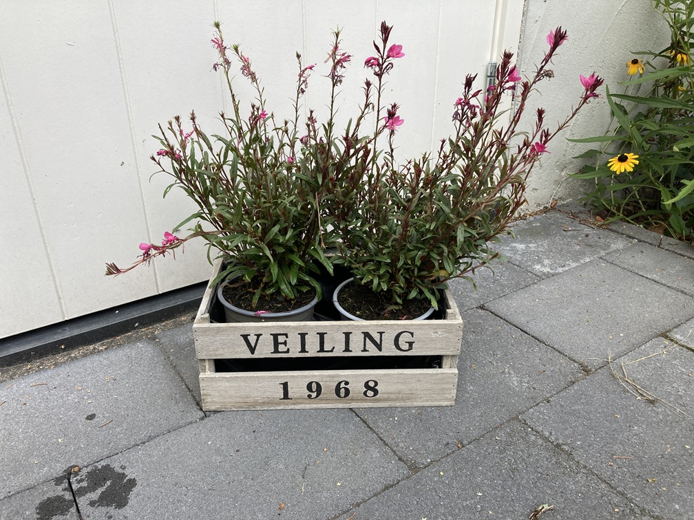 HOUTEN MINI VEILING KRATJE MET 1968