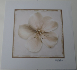 POSTER 33x33 cm BRIGHT WHITE II FLOWER