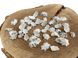 SCHELPEN 50 GRAM HALIOTIS