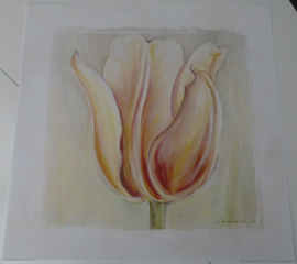 POSTER TULP II 50 x 50 cm