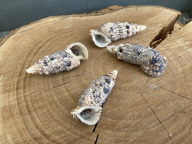 SCHELPEN 50 GRAM CERETHIUM