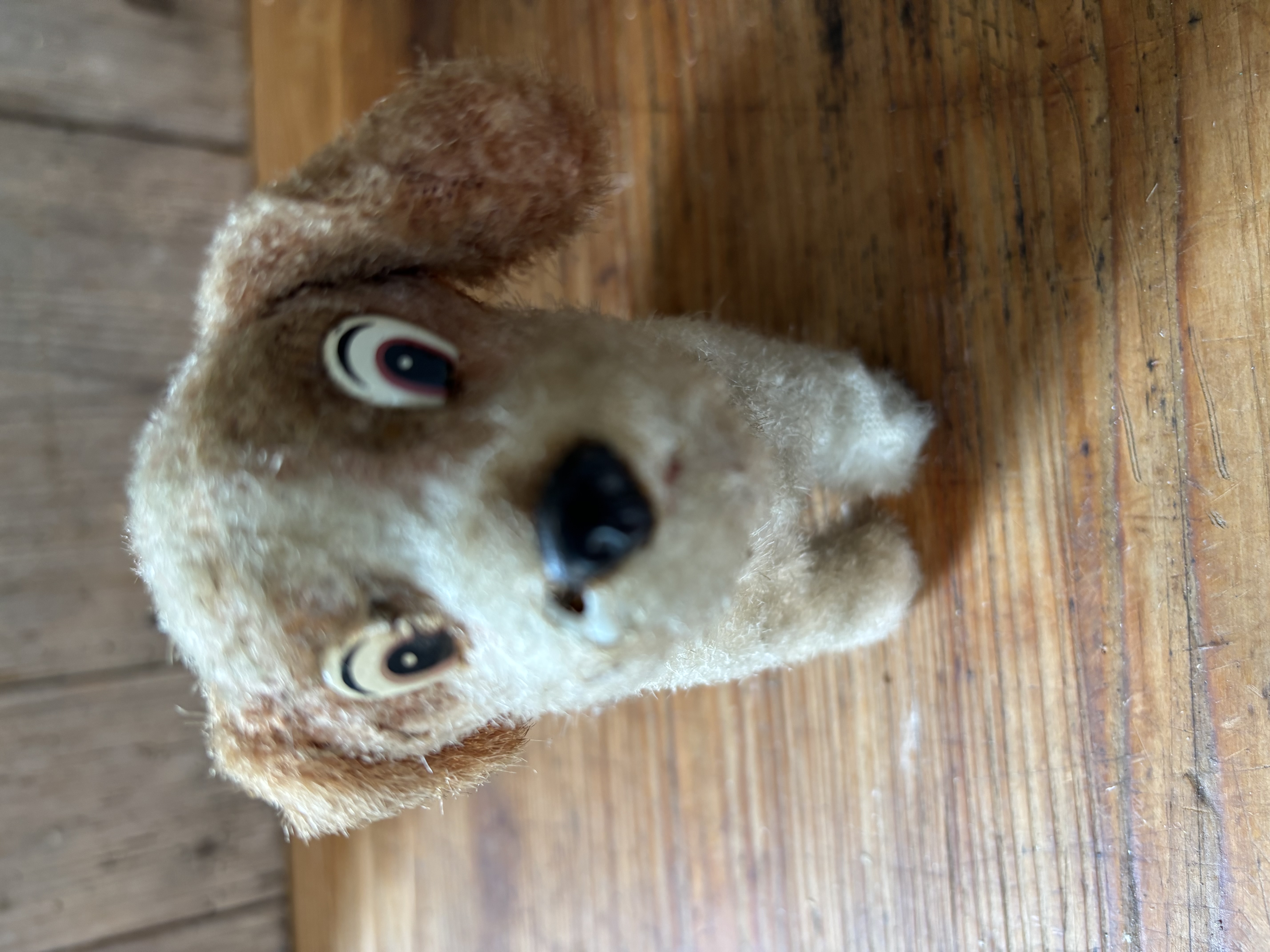 Opwindbaar hondje met vrolijk staartje