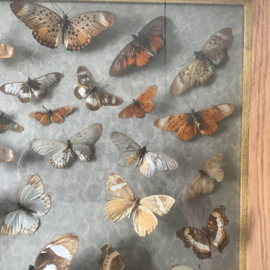 Groot schilderij met opgezette vlinders