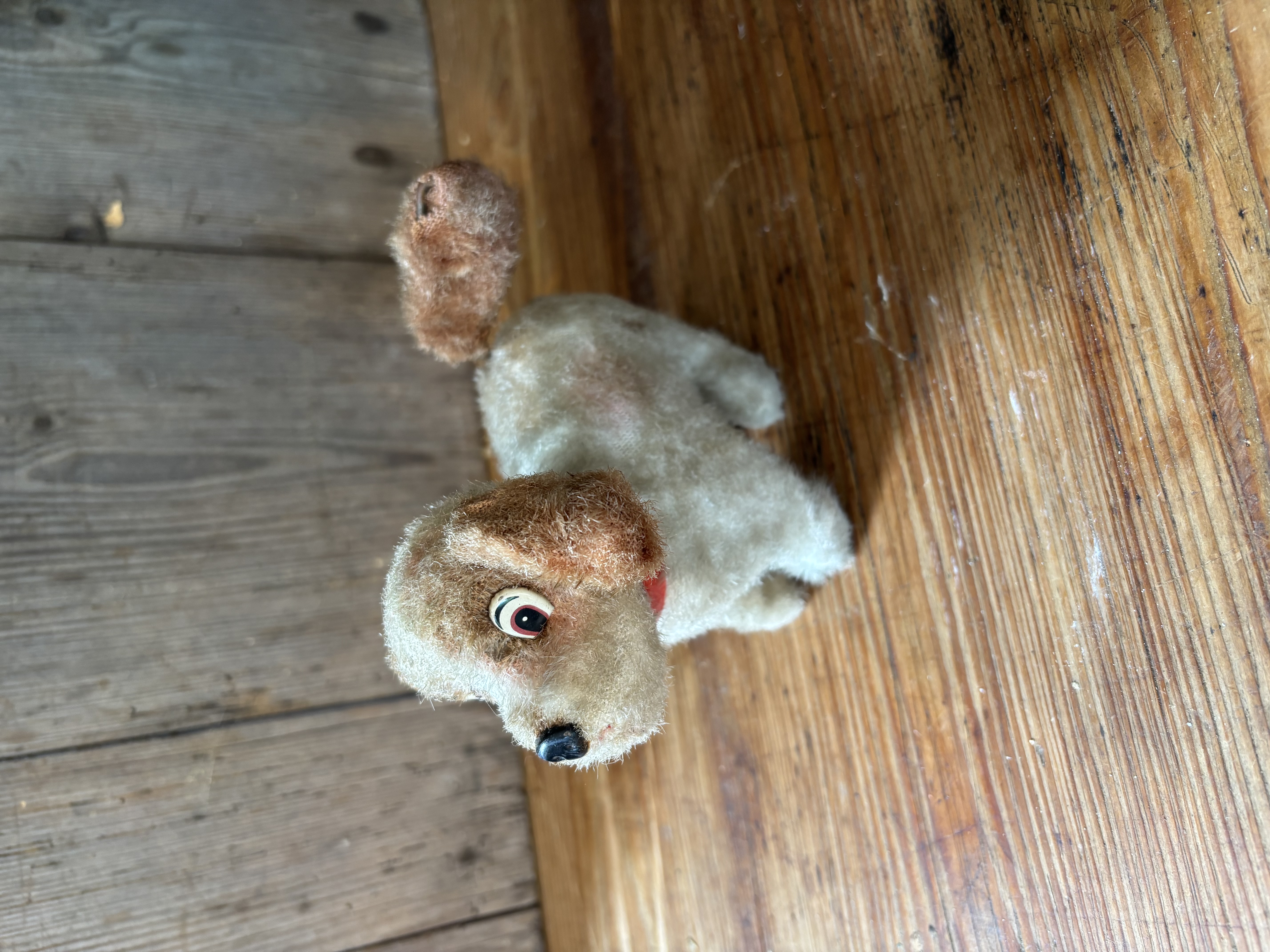 Opwindbaar hondje met vrolijk staartje