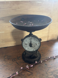 Salter’s family scale