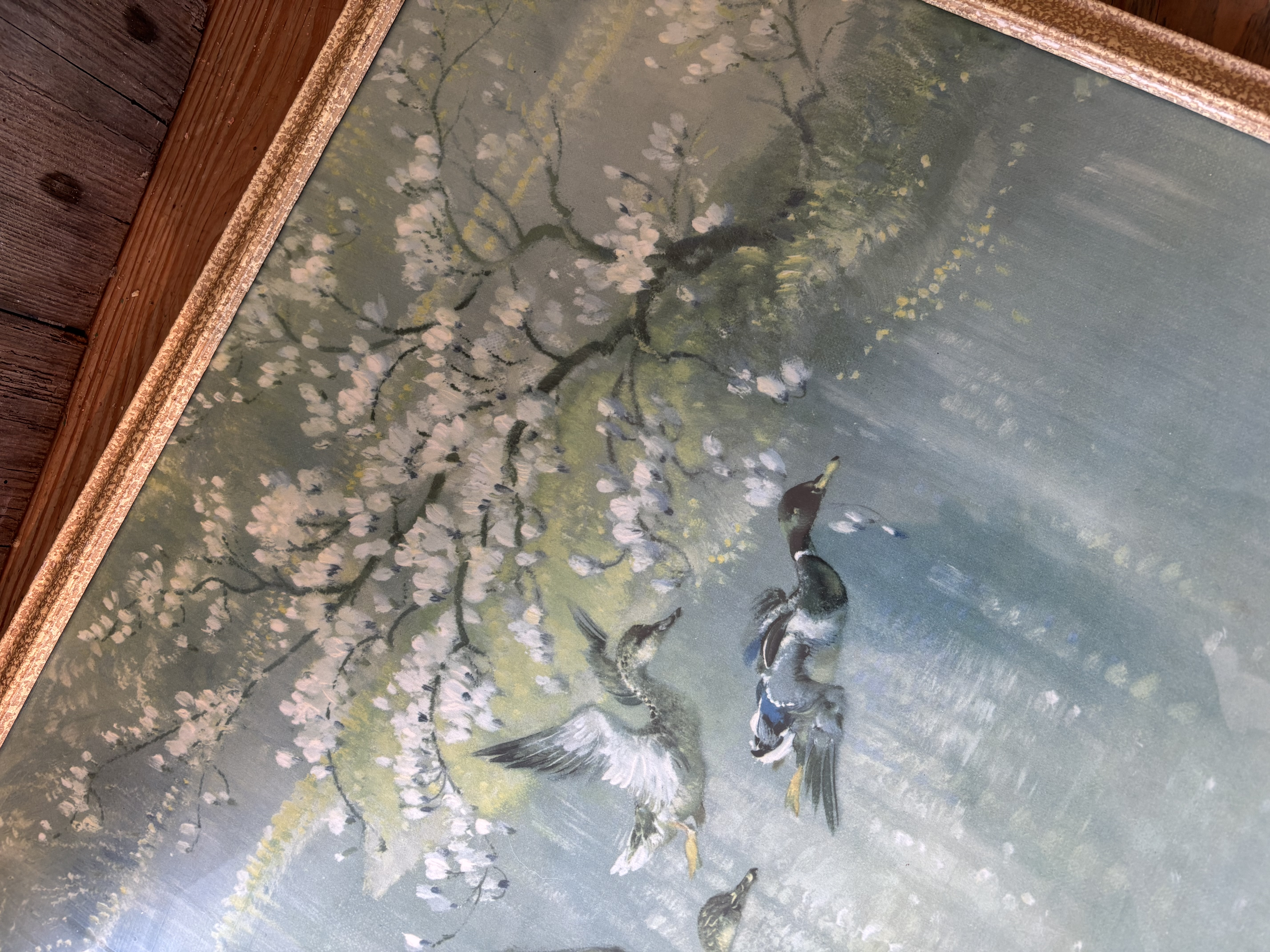 Vernon Ward Eenden schilderij