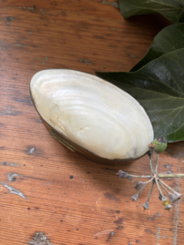 Parelmoer schelp bakje