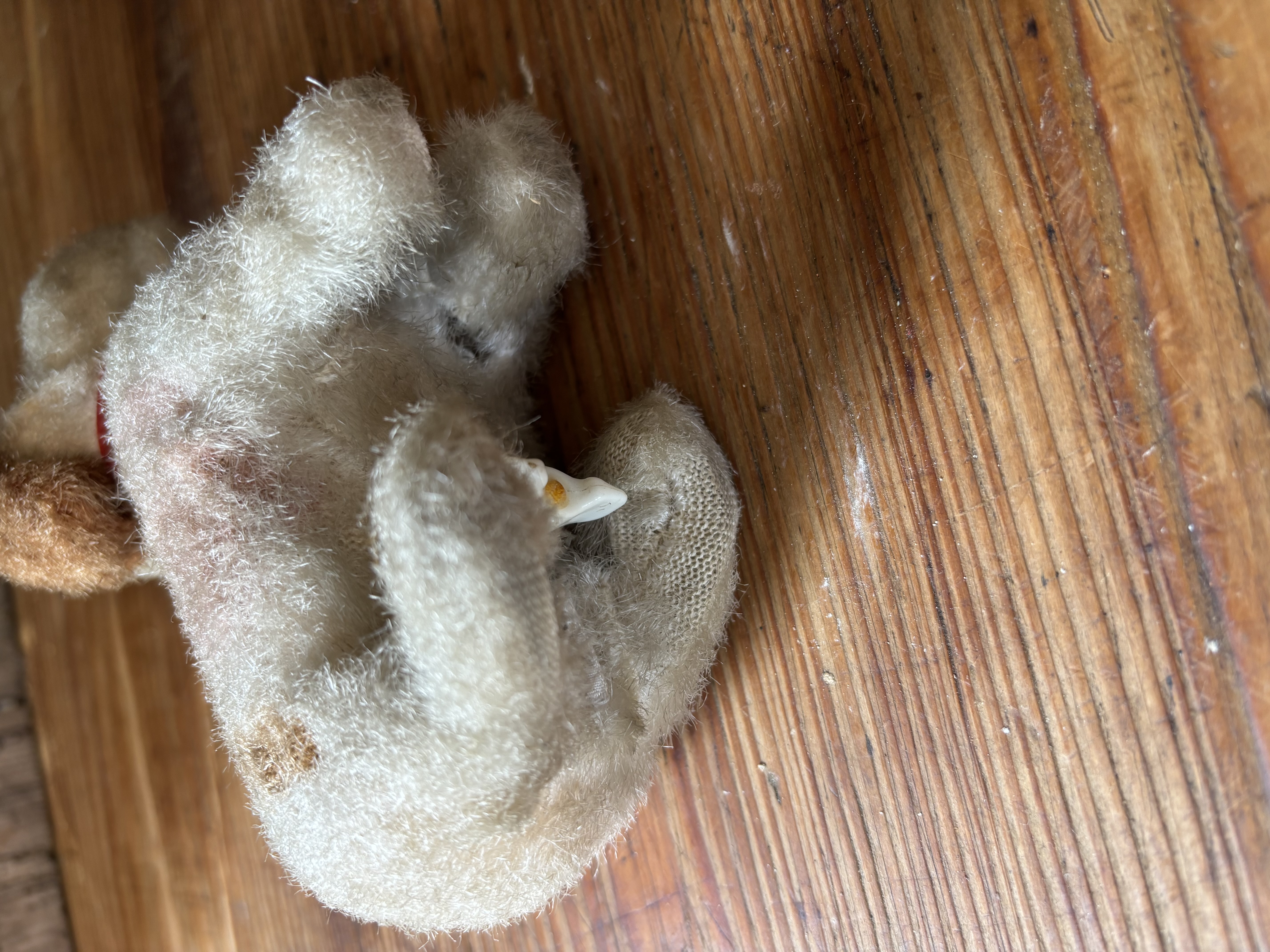 Opwindbaar hondje met vrolijk staartje