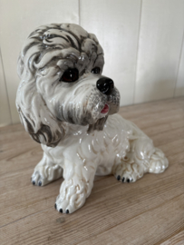 Honden spaarpot