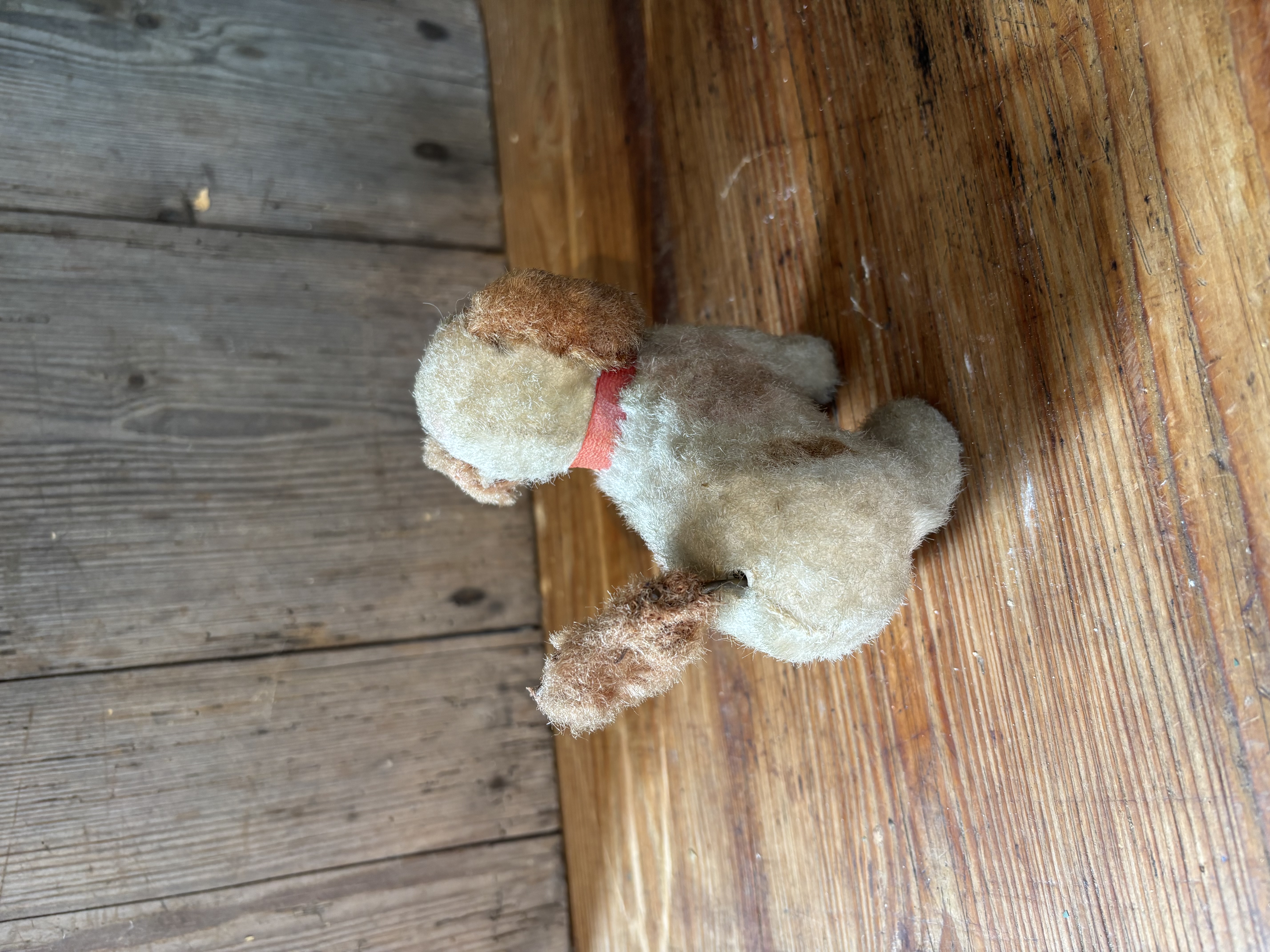 Opwindbaar hondje met vrolijk staartje