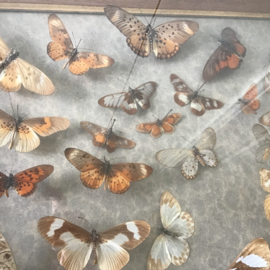 Groot schilderij met opgezette vlinders