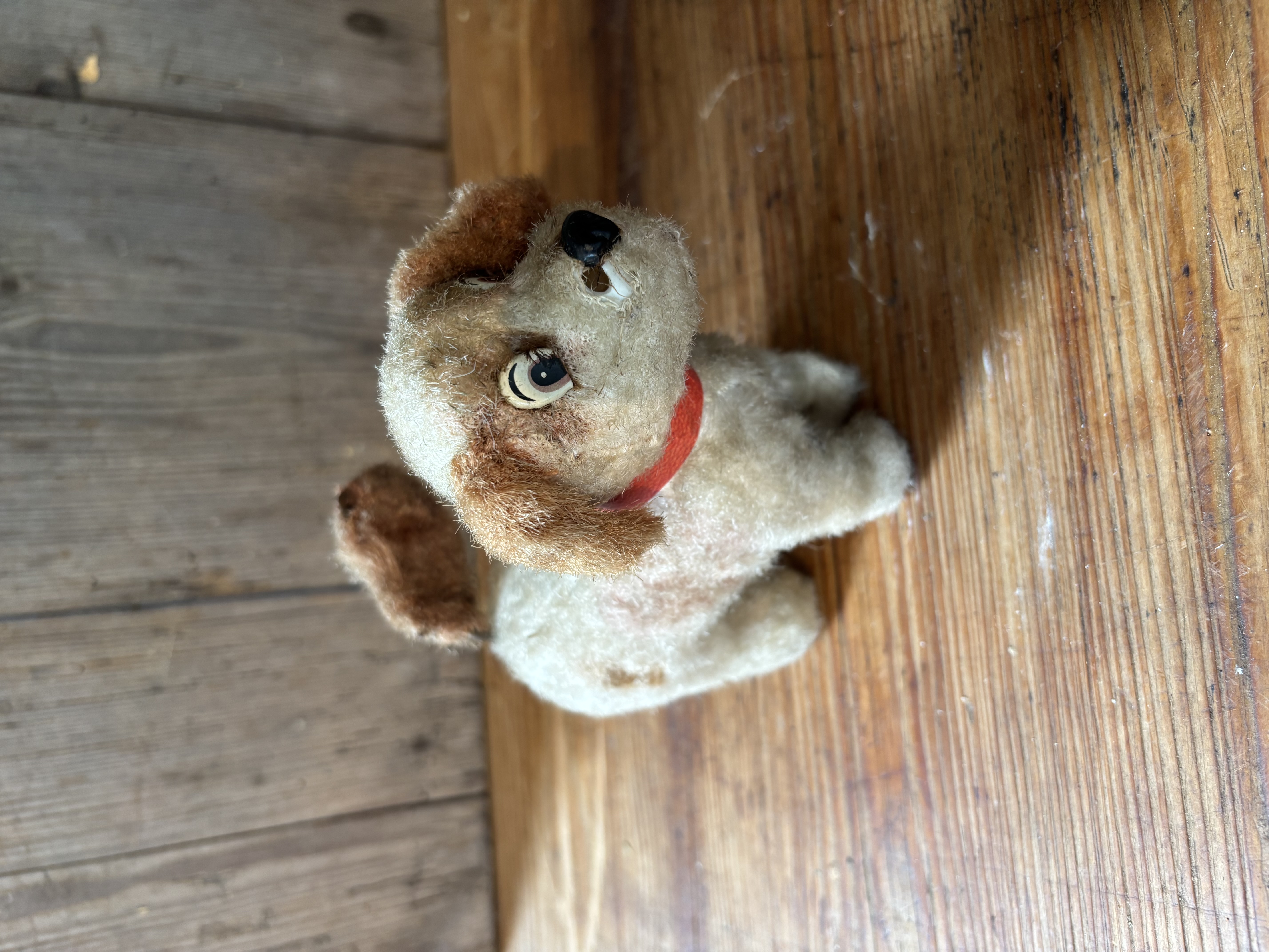Opwindbaar hondje met vrolijk staartje